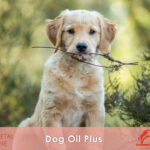 DOG OIL PLUS olio per dieta del tuo cane
