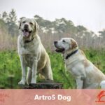 ARTRO5 DOG - protegge le articolazioni del tuo cane