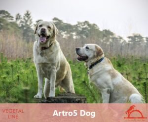 ARTRO5_DOG_iCavalliDelSole