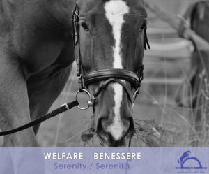 1-5 WELFARE - Serenity / Serenità