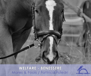 1-8 WELFARE - Mares & Foals / Fattrici & Puledri
