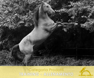 2_ TRAINING – Allenamento